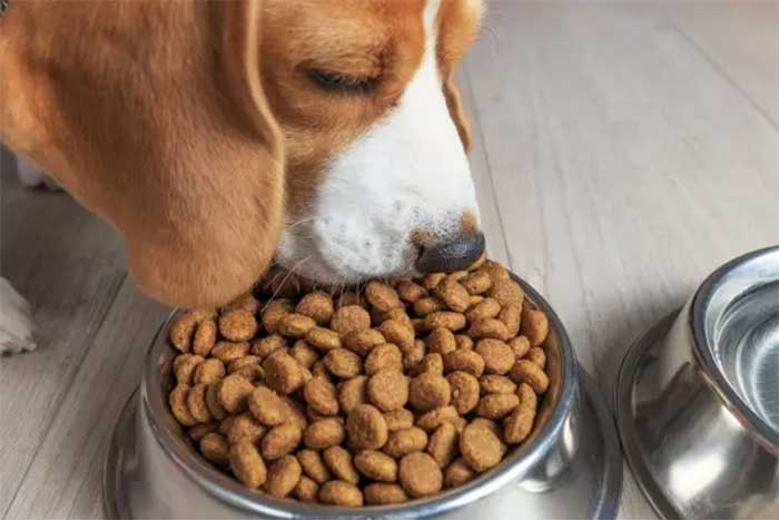 story-Overcoming pet food material feeding